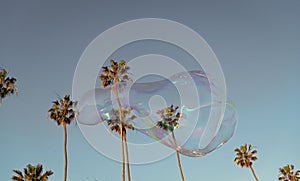 summer vacation. soap bubbles. sky and palm trees. urban landscape. huge soap bubble blower