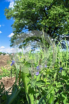 Summer vegetation on edge of the plowed field on a bright sunny day.
