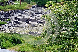 Summer vegetation at Suomenlinna, Finland