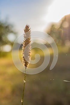 Summer vegetative background