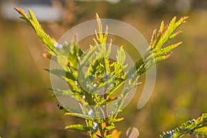 Summer vegetative background