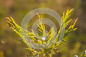 Summer vegetative background
