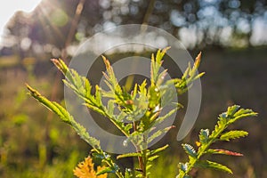 Summer vegetative background