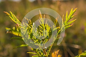 Summer vegetative background