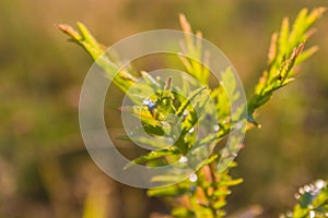 Summer vegetative background