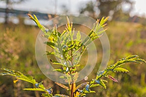 Summer vegetative background