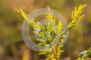 Summer vegetative background