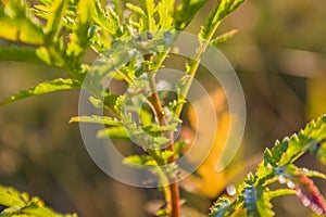 Summer vegetative background