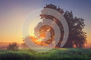 Summer vibrant natural landscape of morning nature on calm meadow with warm sunrays through tree branches.