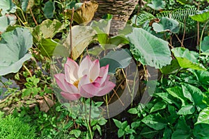 Summer Vietnamese backyard pond with blooming pink lotus flower and golden stamen