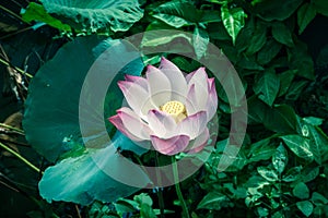 Summer Vietnamese backyard pond with blooming pink lotus flower and golden stamen