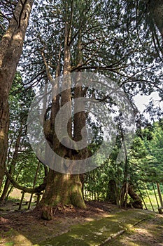 Summer view of 1200 year old cedar tree, the oldest in Ishikawa Prefecture, at Gojudanimachi Hachiman Shinto shrine, Japan.