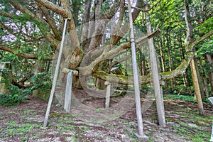 Summer view of 1200 year old cedar tree, the oldest in Ishikawa Prefecture, at Gojudanimachi Hachiman Shinto shrine, Japan