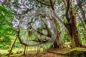 Summer view of 1200 year old cedar tree, the oldest in Ishikawa Prefecture, Japan.