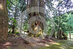 Summer view of 1200 year old cedar tree, the oldestin Ishikawa Prefecture, at Gojudanimachi Hachiman Shinto shrine, Japan.