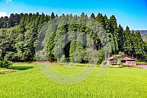 Summer view of countryside rice paddy field, ready for harvesting. Ishikawa Prefecture, Japan