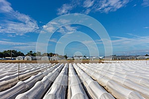 Summer view of cultivatedcrops under white protective plastic sheeting, Kanazawa, Ishikawa Prefecture, Japan