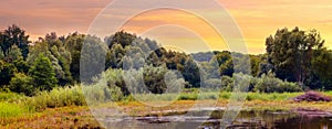 Summer view of the forest near the pond in summer during sunset, panorama