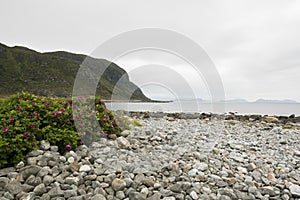 Summer view with grass bolders on a sandy beach with a cloudy sky.