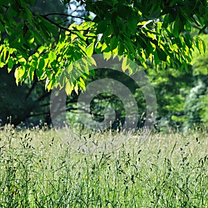 summer view with grass and branch