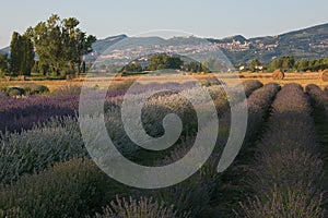 Summer view of lavender field near Assisi, Umbria