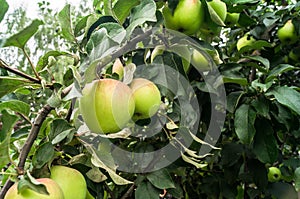 Summer view of almost mature apples on apple tree branch.