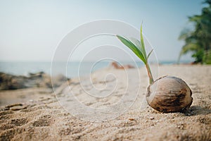 Summer view panorama of coconut on beach