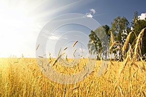 Summer view of ripe wheat