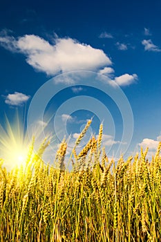 Summer view of ripe wheat.