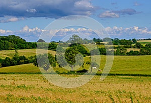 Summer view of rolling English countryside.