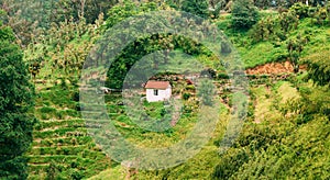 Summer View Of Rose Flowers Plantation On Hillside In Botanical Garden