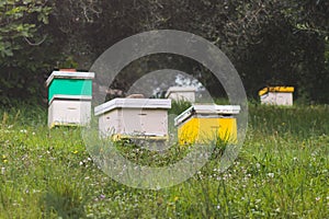 Summer view of rural apiary and honey production in Greece, bee hive colony, swarm of bees in a beehive in a countryside,