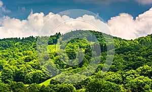 Summer view of ski slopes at Canaan Valley State Park, West Virginia.