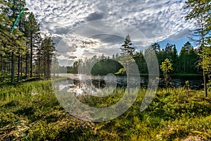 Summer view from a small lake in a forest in Sweden