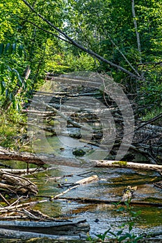 Summer view of a stream dammed up by beavers