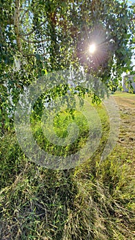 Summer view trough leaves with morning sun flare