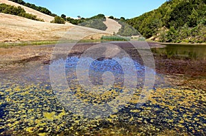 Summer View of Turtle Pond at Pleasanton Ridge Regional Park, Alameda County, California