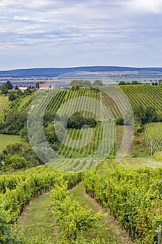 Summer vineyard nearby Strekov, Southern Slovakia