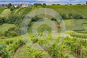 Summer vineyard nearby Strekov, Southern Slovakia