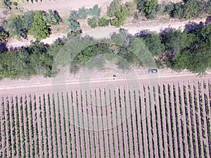 A summer vineyard shot drone aerial view