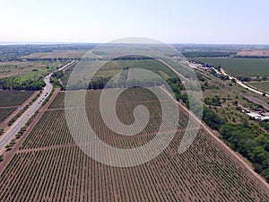 A summer vineyard shot drone aerial view