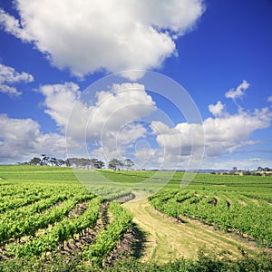 Summer Vineyard South Australia