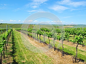 Summer vineyard South Moravia