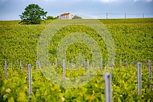 Summer on vineyards of Cognac white wine region, Charente, white ugni blanc grape uses for Cognac strong spirits distillation, photo