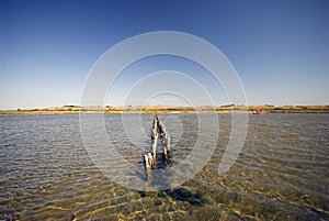 Summer at the Wadden Sea photo