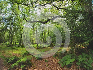 A summer walk through the green forest full of vegetation. Hike on a trail in the New Forest