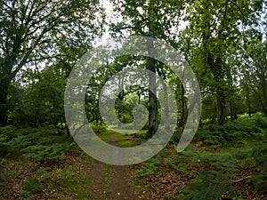 A summer walk through the green forest full of vegetation. Hike on a trail in the New Forest