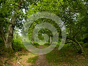 A summer walk through the green forest full of vegetation. Hike on a trail in the New Forest