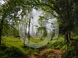 A summer walk through the green forest full of vegetation. Hike on a trail in the New Forest