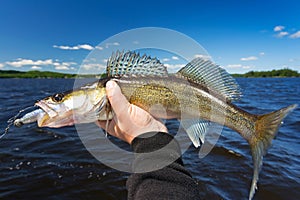 Summer walleye fishing trophy photo
